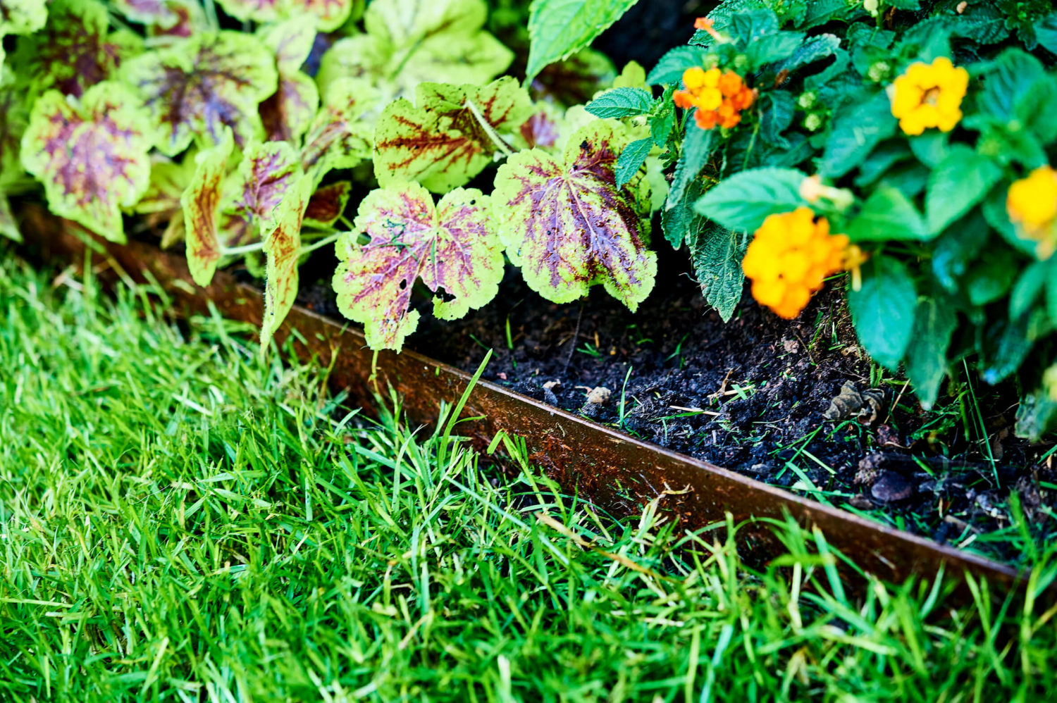 Blumenbeet mit Metallkante an Rasen